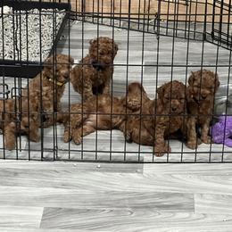 Cavapoo Puppies from Nana Oodles