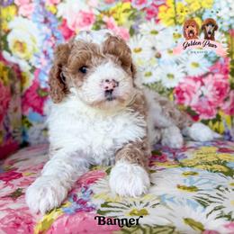 Banner - male Bernedoodle puppy in Clinton, Oklahoma from Golden Paws Fur Babies