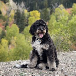 Poppy  - Bernedoodle