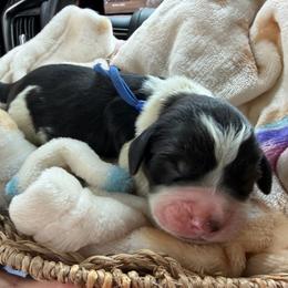 Boy - Black white and tan male English Springer Spaniel puppy in Cleburne, Texas from Powers English Springer Spaniels