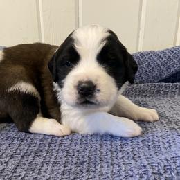 Light Pink female - Red and white female Saint Bernard puppy in Albany, Georgia from Magnolia Saint Bernards