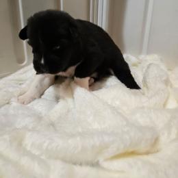 Boy 4 - Black male Siberian Husky puppy in Richlands, North Carolina from Velaris Huskies