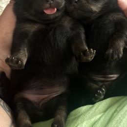 Hennessy - Black female Pomeranian puppy in Illinois from Maribel Poms