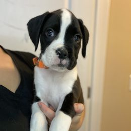 Boxer and French Bulldog Puppies from Treasure Coast Boxer and French Bulldog Puppies