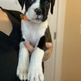 Boxer and French Bulldog Puppies from Treasure Coast Boxer and French Bulldog Puppies
