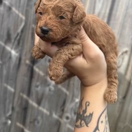 Pumpkin - Red female Assorted Doodle Crosses puppy in Hollywood, Florida from Little Red Doodle Co.