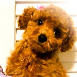 Cavapoos, Cockapoos, and Poodles from Benji’s Cockapoos