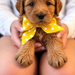 Miss Yellow Collar - Gold female Australian Labradoodle puppy in Wake Forest, North Carolina from Lucky Country Labradoodles