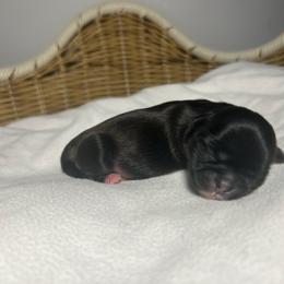 Iris - Black and white female Shih Tzu puppy in Lake City, South Carolina from Precious Lil Tzus