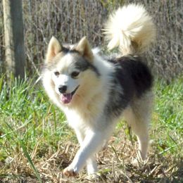 Ollie - Pomsky