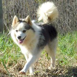 Ollie - Pomsky
