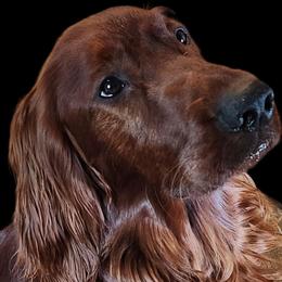 Scrappy - Irish Setter