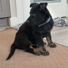 German Shepherd Puppies from BK German Shepherds