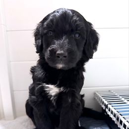 Greg green - Black male Bernedoodle puppy in Bend, Oregon from Bella Ridge Farms & Dapper Doodles