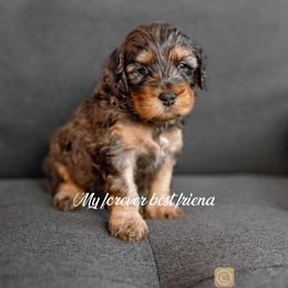Cockapoo and Goldendoodle Puppies from My Forever Best Friend