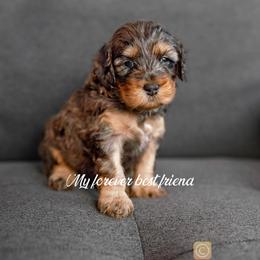 Cockapoo and Goldendoodle Puppies from My Forever Best Friend