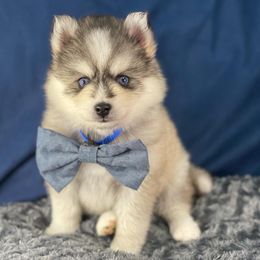 Pomsky Puppies from Midnight Sun Pomskies