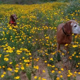 Vizsla All Grown Up from Betty's Vizslas