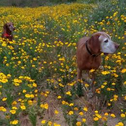 Vizsla All Grown Up from Betty's Vizslas