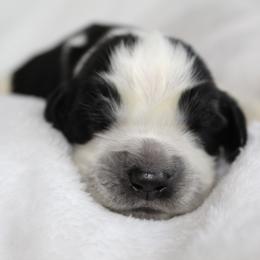 Hickory - Black and white male English Springer Spaniel puppy in Lexington, South Carolina from House Tiner Springers