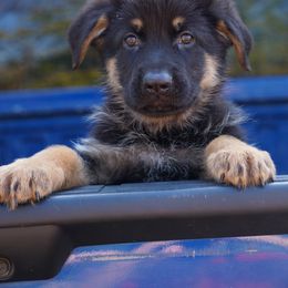 German Shepherd Puppies from West Haus Shepherds