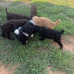 Poodle All Grown Up from Green Country Poodle Doodle LLC
