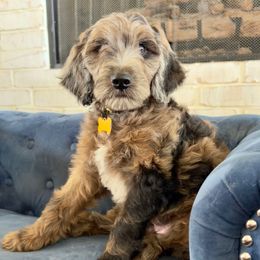 Chippy - Merle male Irish Doodle puppy in Indiahoma, Oklahoma from Farm Fresh Doodles