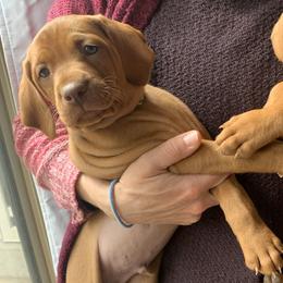 Moose - Red male Vizsla puppy in Richland Center, Wisconsin from Driftless Vizslas