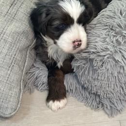 Forest - Blue merle male Aussiedoodle puppy in Charlestown, Indiana from Forever Aussies and A Doodle