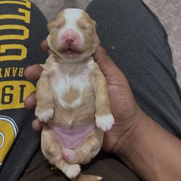Girl 1 - Red  female Goldendoodle puppy in Fort Myers, Florida from Gandy’s Tails of Joy