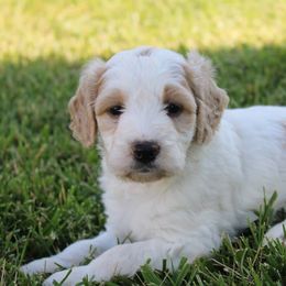 Cavapoo and Pomsky Puppies from Hatz Off Puppies