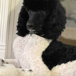 Poodles from Gracefully Standard Poodles