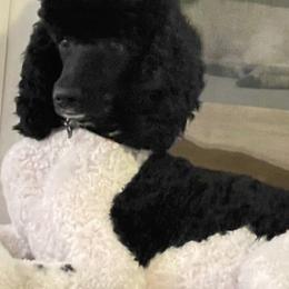Poodles from Gracefully Standard Poodles