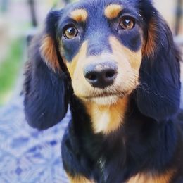 Hazel - Dachshund