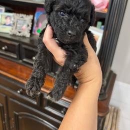Barley - Black male Goldendoodle puppy in Anderson, South Carolina from M & L Pups
