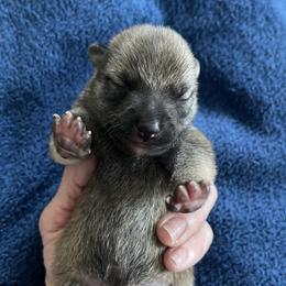 Boy 1 - Red male Shiba Inu puppy in Milton, Florida from Moonlight Shibas