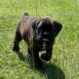 Boxer Puppies from Furevermore Boxers