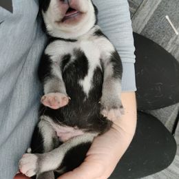 Siberian Husky Puppies from T and T Kennels