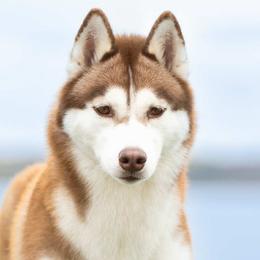 Primrose - Siberian Husky