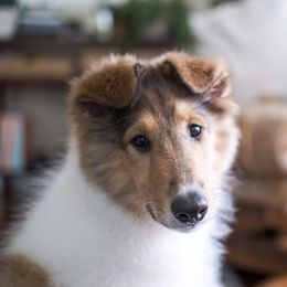 Collie Puppies from Caleb’s Collies