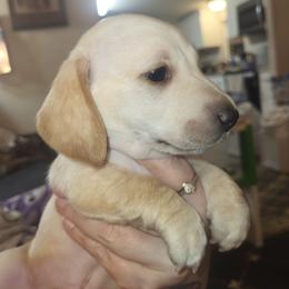 Red Collar Jelly - Cream male Dachshund puppy in Suffolk, Virginia from Mini Love Bugs