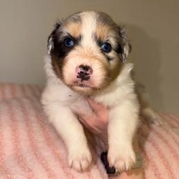 Olive - Blue merle female Australian Shepherd puppy in Anniston, Alabama from All Hale Aussies
