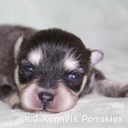 Rye - Black and white male Pomsky puppy in Centerville, Iowa from LJ Kennels Pomskies, LLC
