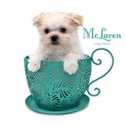 McLaren - White male Mi-Ki puppy in Elizabeth, Colorado from Royal T Mi-Kis