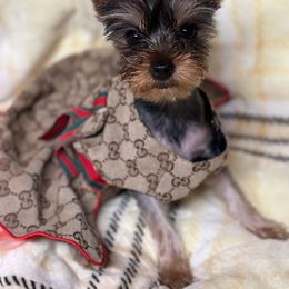 Yorkshire Terrier Puppies from The Yorkies and Us