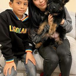 German Shepherd Puppies from Von Gonzalez Kennel