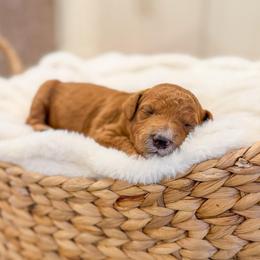 Caleb - Red  male Goldendoodle puppy in Sulphur, Louisiana from Curly Q’s Of Carlyss