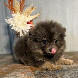 Hazel - Blue and tan female Pomeranian puppy in Sandia, Texas from Broken Arrow Poms