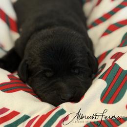 Blue Boy - Black male Labrador Retriever puppy in Colorado from Albrecht Farms Labrador Retrievers
