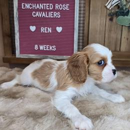 Ren - Blenheim male Cavalier King Charles Spaniel puppy in Wildomar, California from Enchanted Rose Cavaliers